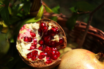 Frutti di melograno appena raccolti in un cesto; dettagli in primo piano