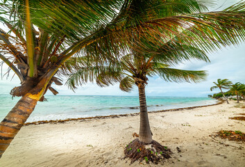 Palm trees in Saint Francois seafront in Guadeloupe