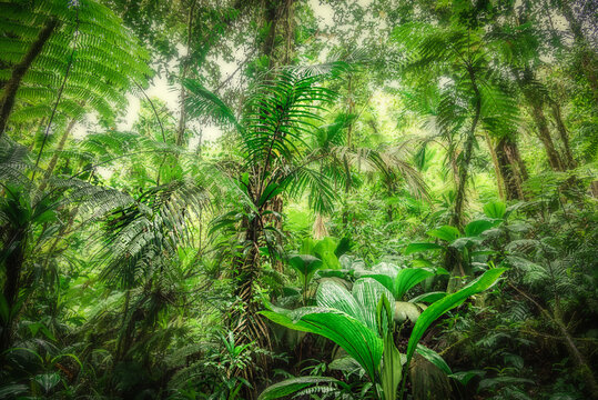 Fototapeta Thick vegetation in Basse Terre jungle