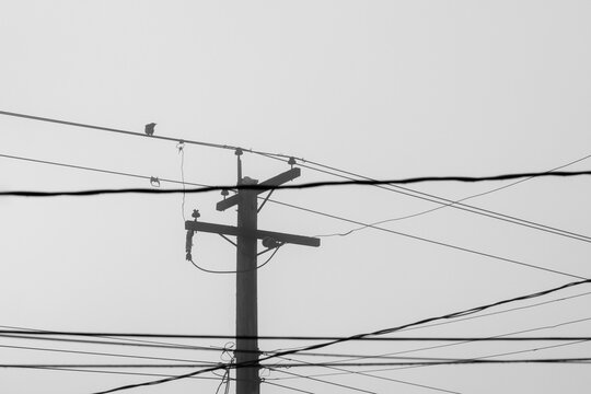 Single crow perches on a power line on a foggy day.  Fog surrounds crow on a telephone wire