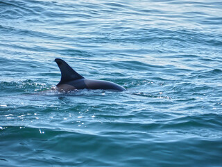 Obraz premium Free dolphins swimming and fishing in the sea