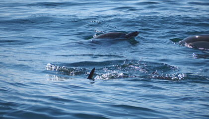 Obraz premium Free dolphins swimming and fishing in the sea