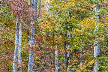 The colors of autumn in the Cansiglio Forest