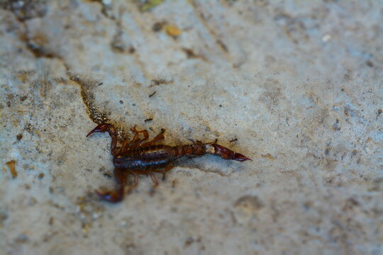 funeral de un alacran