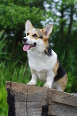 Corgi dog on the boat in the forest, three colored pure breed, tongue out