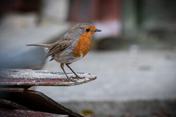 Robin perched