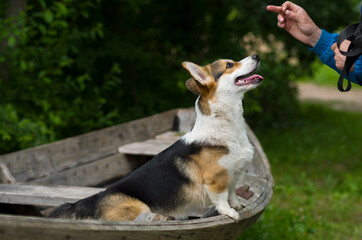 Obraz premium Welsh corgi dog on the boat in the forest, three colored pure breed, tongue out, training with a man