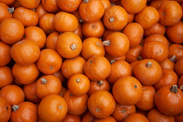 Fresh mini orange pumpkins for sale at market.
