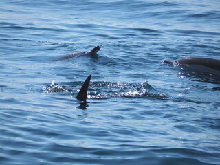 Free dolphins swimming and fishing in the sea