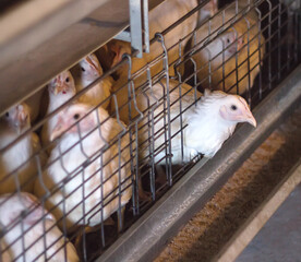 Broiler chickens in cages are raised in a poultry farm for meat, industry © HENADZY