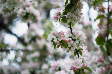 Flowering apple tree, branch with flowers, close up, in the green garden, june, Saint-Petersburg, Russia photoshoot with helious lens