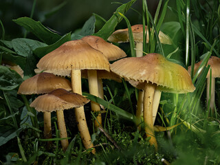 Nelken-Schwindlinge (Marasmius oreades) - ein kleiner Pilz im Rasen, der oft in Ringen wächst und...