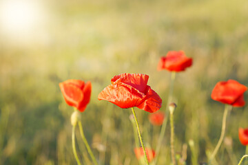 Red poppy on sunny wild field