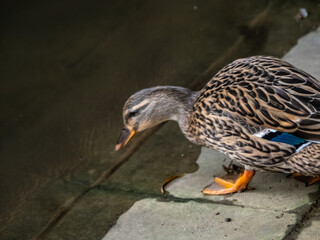 FEMALE MALLARD 