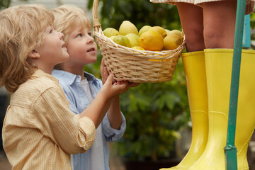 little brothers help older sister collect lemons from tree, gold basket, support. children in casual wear, keen on nature. in the garden