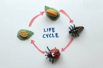 Top view of a life cycle of ladybird written on a white board.