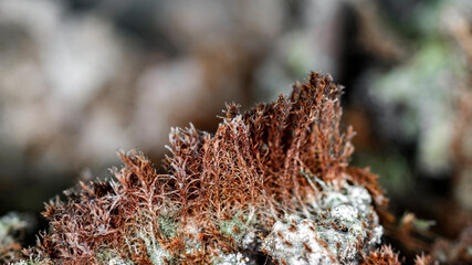 Dry brown moss, blurred background macro image. 