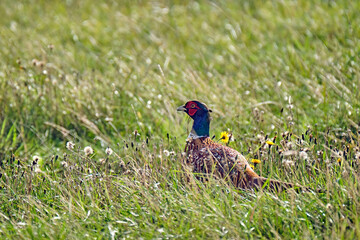 Fasan ( Phasianus colchicus ).
