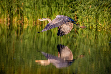 The Great Blue Heron