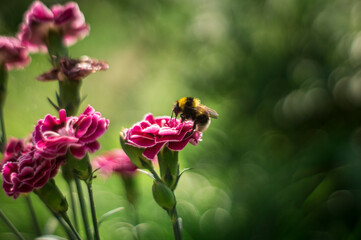 pink flowers with bee