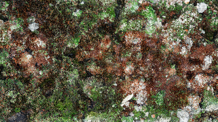 Dry brown and green moss, texture. 