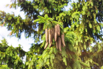 Beautiful spruce branch with large oblong cones in the sun. Conifer in nature, european spruce