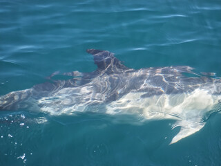 Fototapeta premium Free dolphins swimming and fishing in the sea
