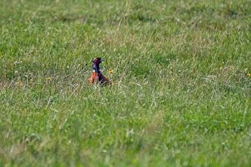 Fasan ( Phasianus colchicus ).