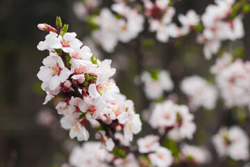 Beautiful flowering Japanese cherry - Sakura. Background with flowers on a spring day.