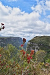 flower in the canyon