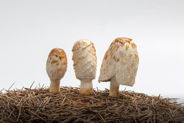 Mushrooms on fallen leaves on white background