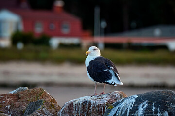 Mantelm&ouml;we ( Larus marinus ).