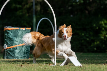 Hund im Hoopers Parcours