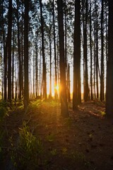 morning in the forest