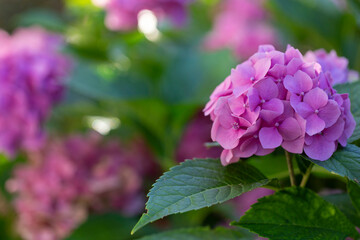 Purple Hydrangea flower (Hydrangea macrophylla) in a garden. Pink hydrangea flowers in the garden...
