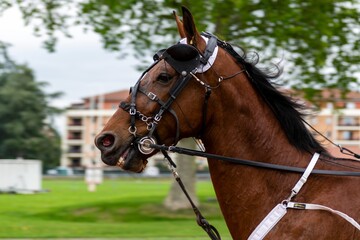 Obraz premium horse racing hippodrome of feurs