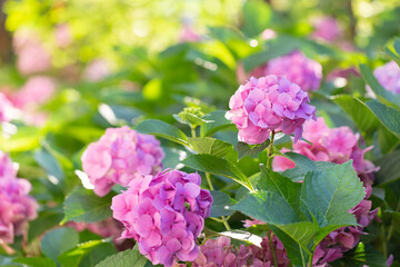 Purple Hydrangea flower (Hydrangea macrophylla) in a garden. Pink hydrangea flowers in the garden with blurred bokeh background.