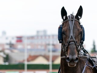horse racing hippodrome of feurs