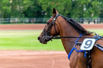 horse racing hippodrome of feurs