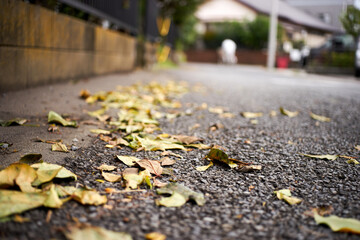 秋の落ち葉・アップ・街中