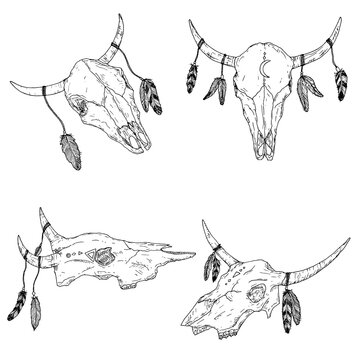 Bull skulls with feathers on horns. Boho style. Vector.