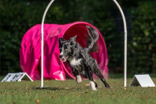 Hund im Hoopers Parcour