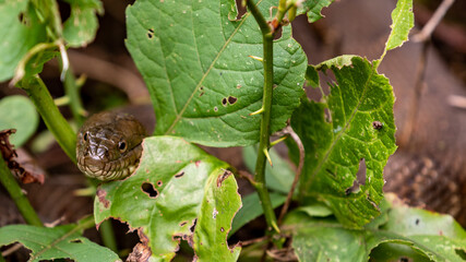 Copperhead snake hiding near the water