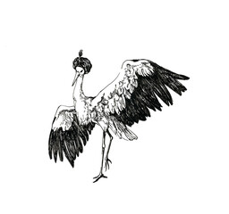 Beautiful crane  in the dance of the great white bird, wild crane bird on a white background. Graphic image of crane for decorating clothes and rooms.