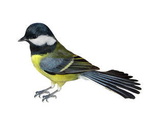 Obraz premium There is a yellow bird titmouse. Side view. White background. Isolated.