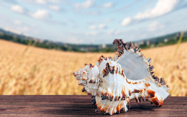 Seashell on blurred background on wooden surface