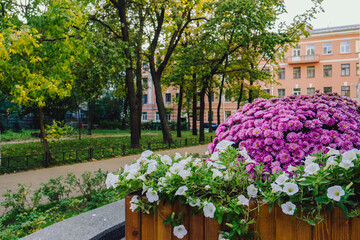 A large flowerbed made of purple flowers.