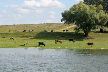 Cows grazing peacefully on the river bank. The concept of agricultural life.