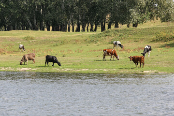 Cows grazing peacefully on the river bank. The concept of agricultural life.
