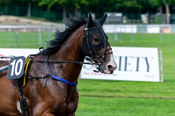 Obraz premium horse racing hippodrome of feurs